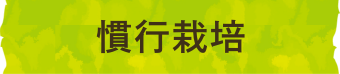 慣行栽培