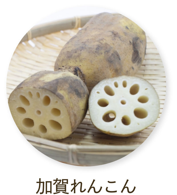 加賀れんこん